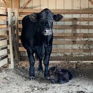 Meet your Posher, Becky